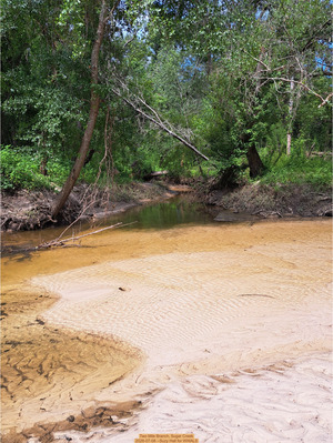[Two Mile Branch, Sugar Creek 2026-07-08 --Suzy Hall for WWALS]