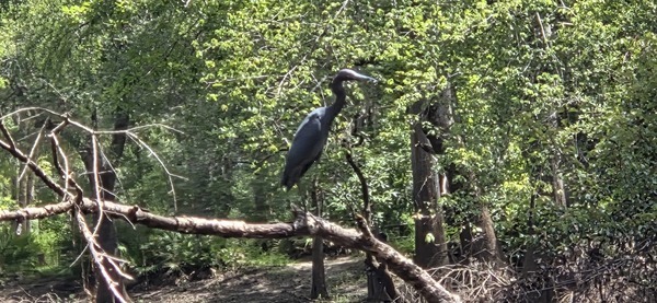 Zoomed Little Blue Heron, 2026:07:11 12:30:05, 30.8862689, -83.3244982
