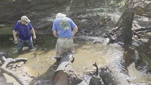 [Movie: Phil Hubbard sawing first deadfall, Andrew Reinleib removing limbs, 2026:07:11 09:56:45, 30.8859488, -83.3245417 (32M)]