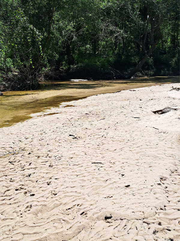 Two Mile Branch @ Sugar Creek @ WaterGoat 2026-07-15 --Suzy Hall for WWALS