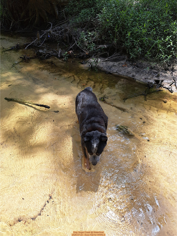 Dog, Sugar Creek @ WaterGoat 2026-07-22 --Suzy Hall for WWALS