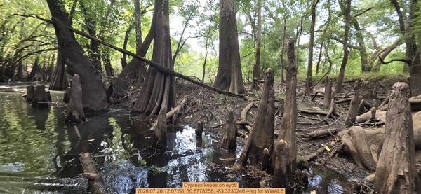 [Cypress knees on eyott, 2026:07:26 12:07:58, 30.8778258, -83.3230246 --jsq for WWALS]