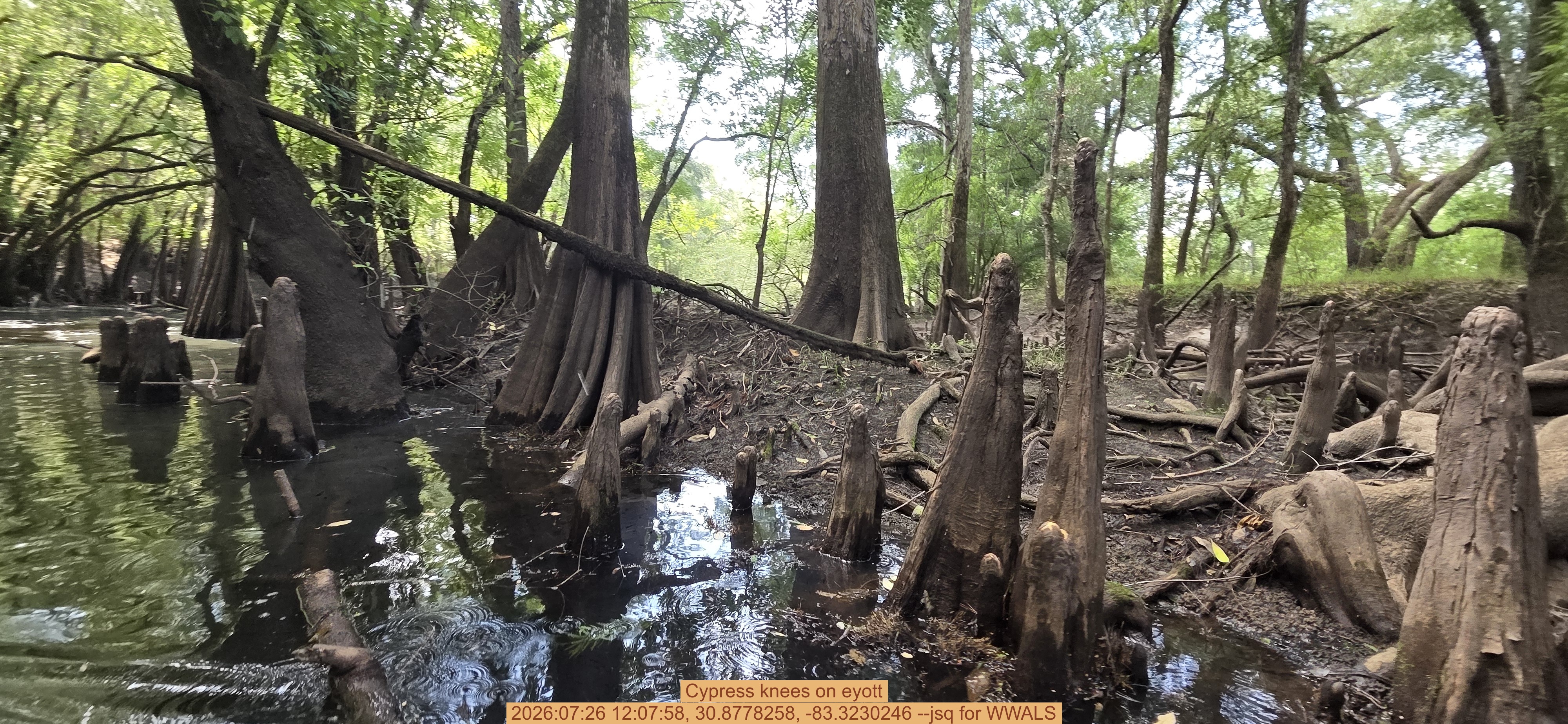 Cypress knees on eyott, 2026:07:26 12:07:58, 30.8778258, -83.3230246 --jsq for WWALS