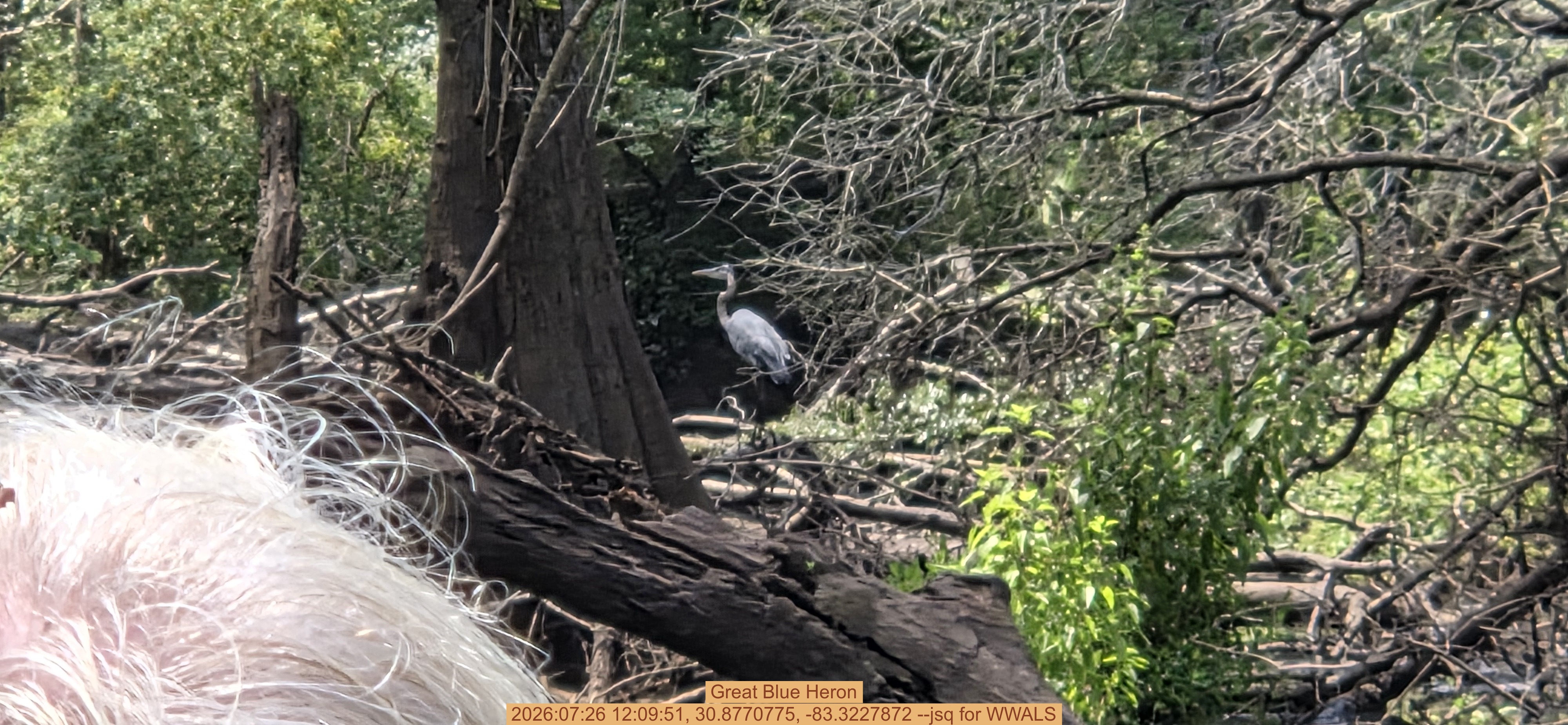 Great Blue Heron, 2026:07:26 12:09:51, 30.8770775, -83.3227872 --jsq for WWALS