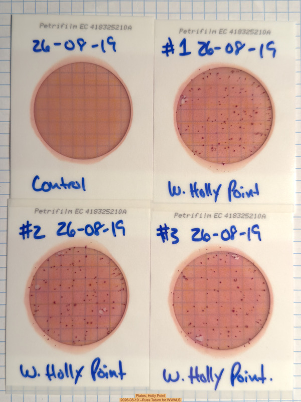 Plates, Holly Point 2026-08-19 --Russ Tatum for WWALS