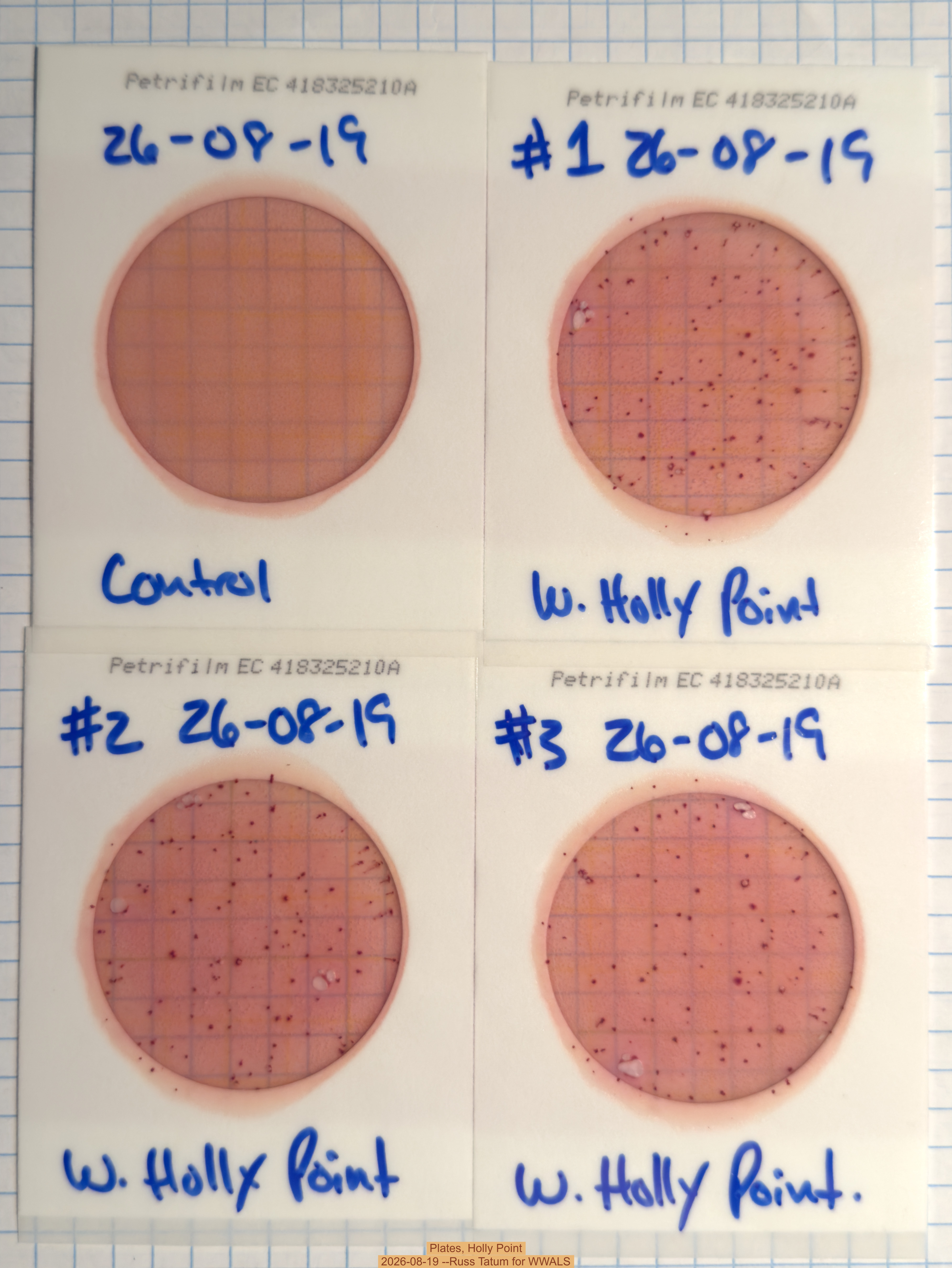 Plates, Holly Point 2026-08-19 --Russ Tatum for WWALS
