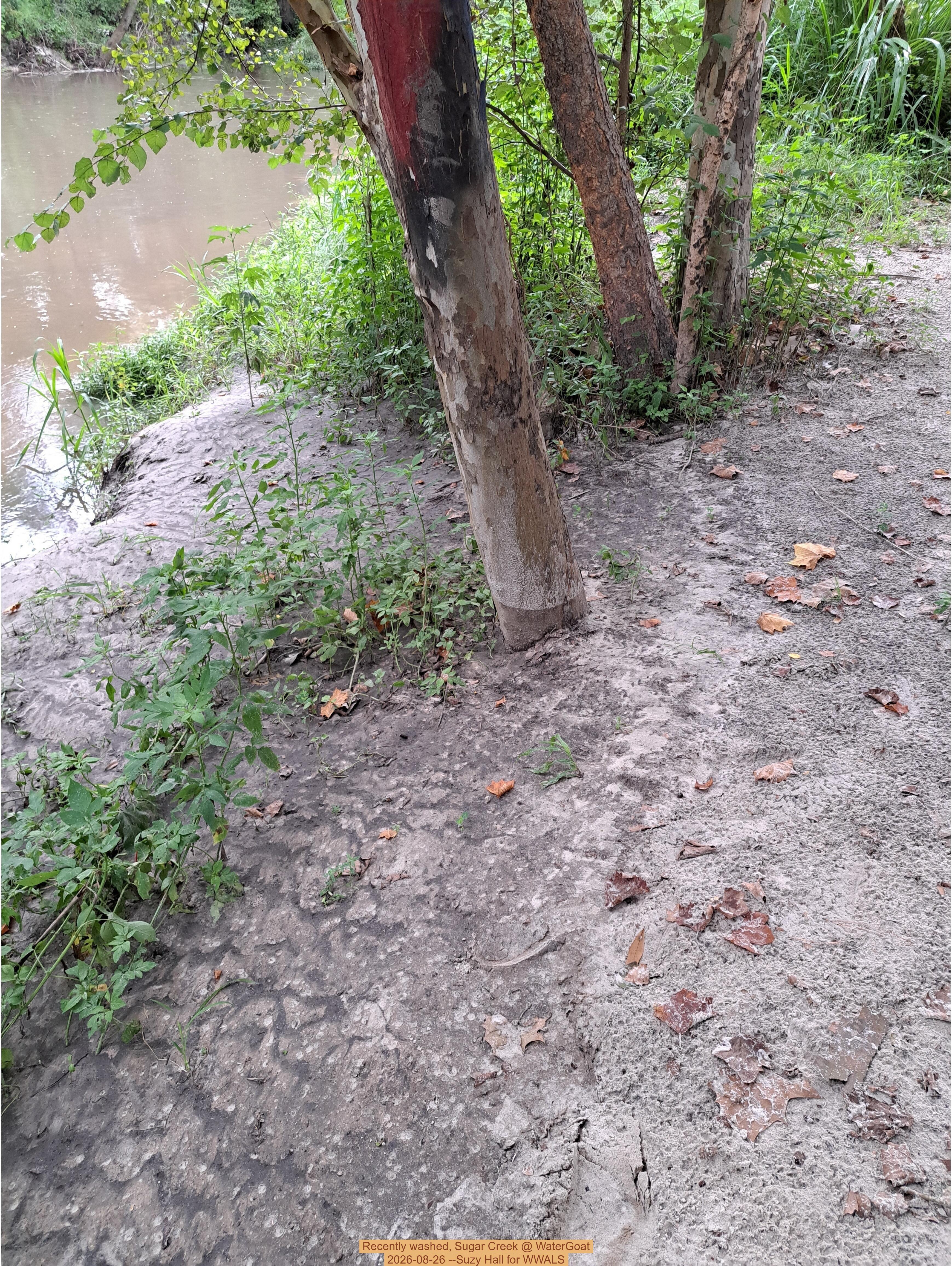 Recently washed, Sugar Creek @ WaterGoat 2026-08-26 --Suzy Hall for WWALS