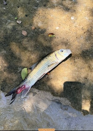 [Dead fish, Sugar Creek @ WaterGoat 2026-08-22 --Suzy Hall for WWALS]