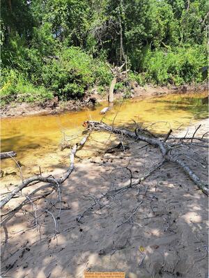 [Deadfall, Sugar Creek @ WaterGoat 2026-08-22 --Suzy Hall for WWALS]