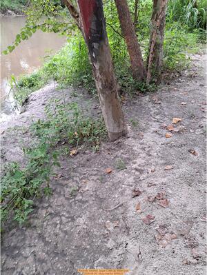 [Recently washed, Sugar Creek @ WaterGoat 2026-08-26 --Suzy Hall for WWALS]