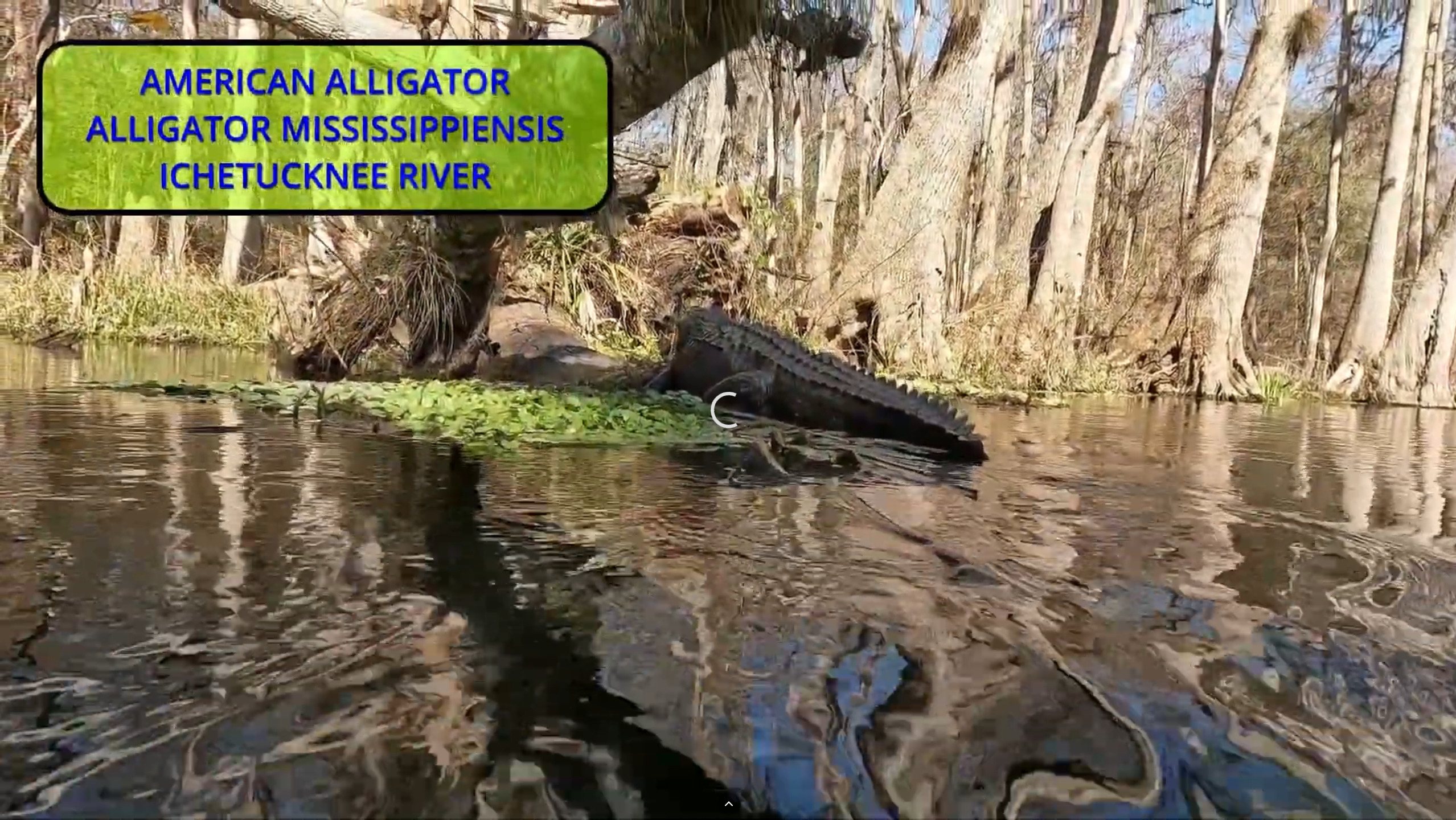Alligator