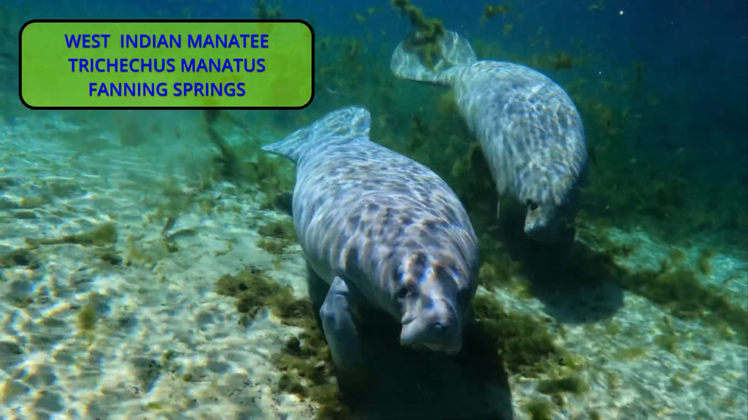 Manatees