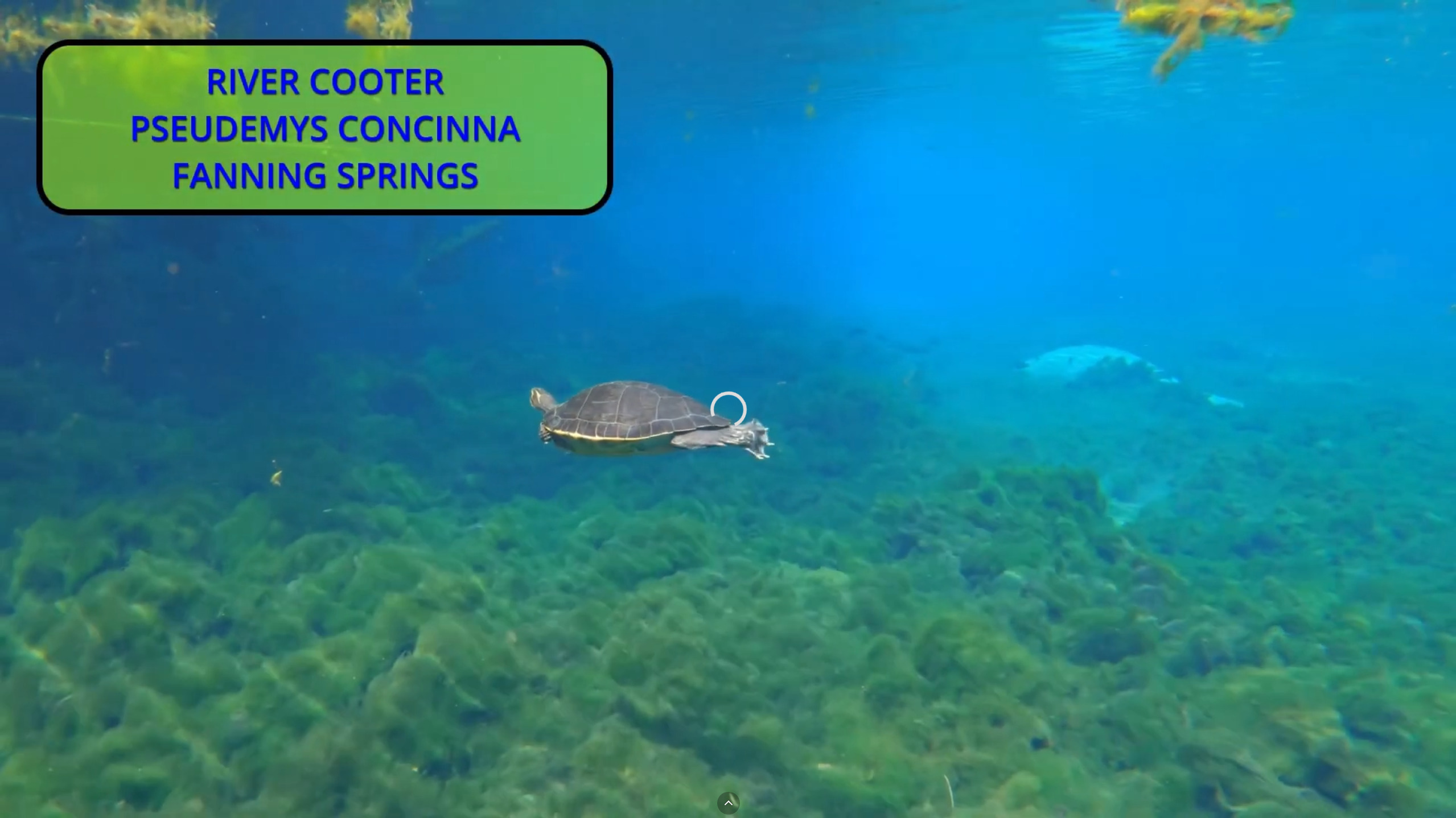 River Cooter