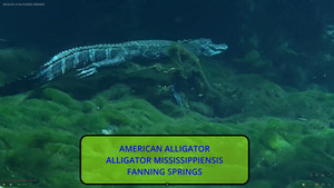 [Alligator swimming]