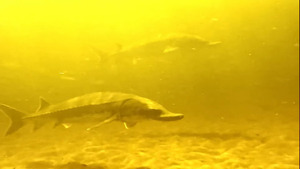 [Low-water sturgeon]