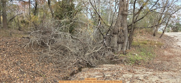 [Little creek, 2025:11:22 11:18:45, 30.7121029, -83.4555653 --jsq for WWALS]