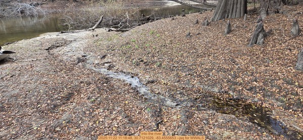 into the river, 2025:11:22 11:18:48, 30.7121029, -83.4555653 --jsq for WWALS