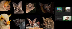 [Bat Faces, 2025-08-21 --Samuel Holst, GA-DNR]
