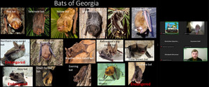 [Bat Names, 2025-08-21 --Samuel Holst, GA-DNR]