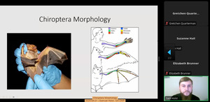 [Chiroptera Morphology, 2025-08-21 --Samuel Holst, GA-DNR]
