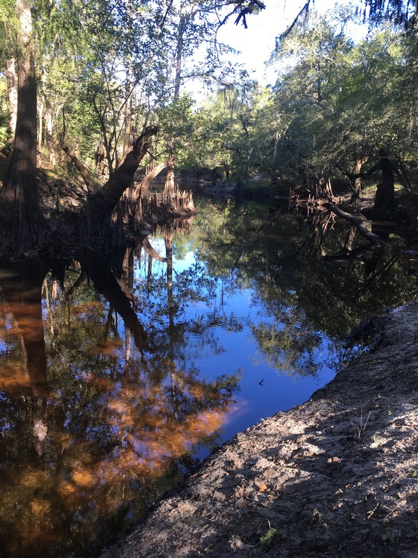 Cypress knees, 10:01:36, 30.8465361, -83.3473972