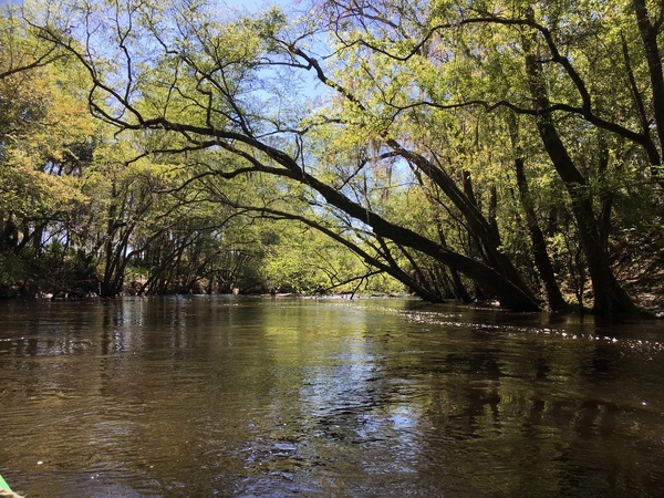 Limb in the water, 11:36:04, 30.7771083, -83.0419611