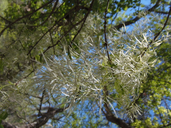 White flowers, 11:58:31