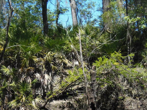 Palmetto patch, 13:14:57