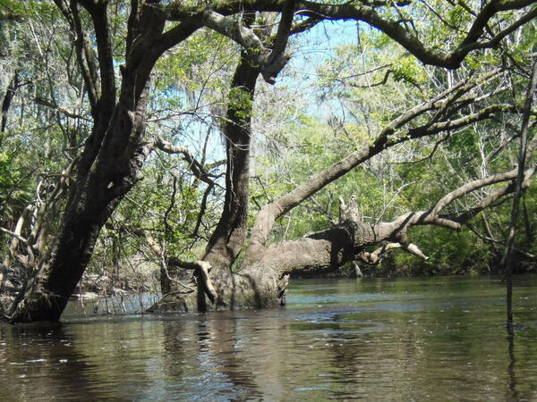 Massive tree in river, 13:15:11