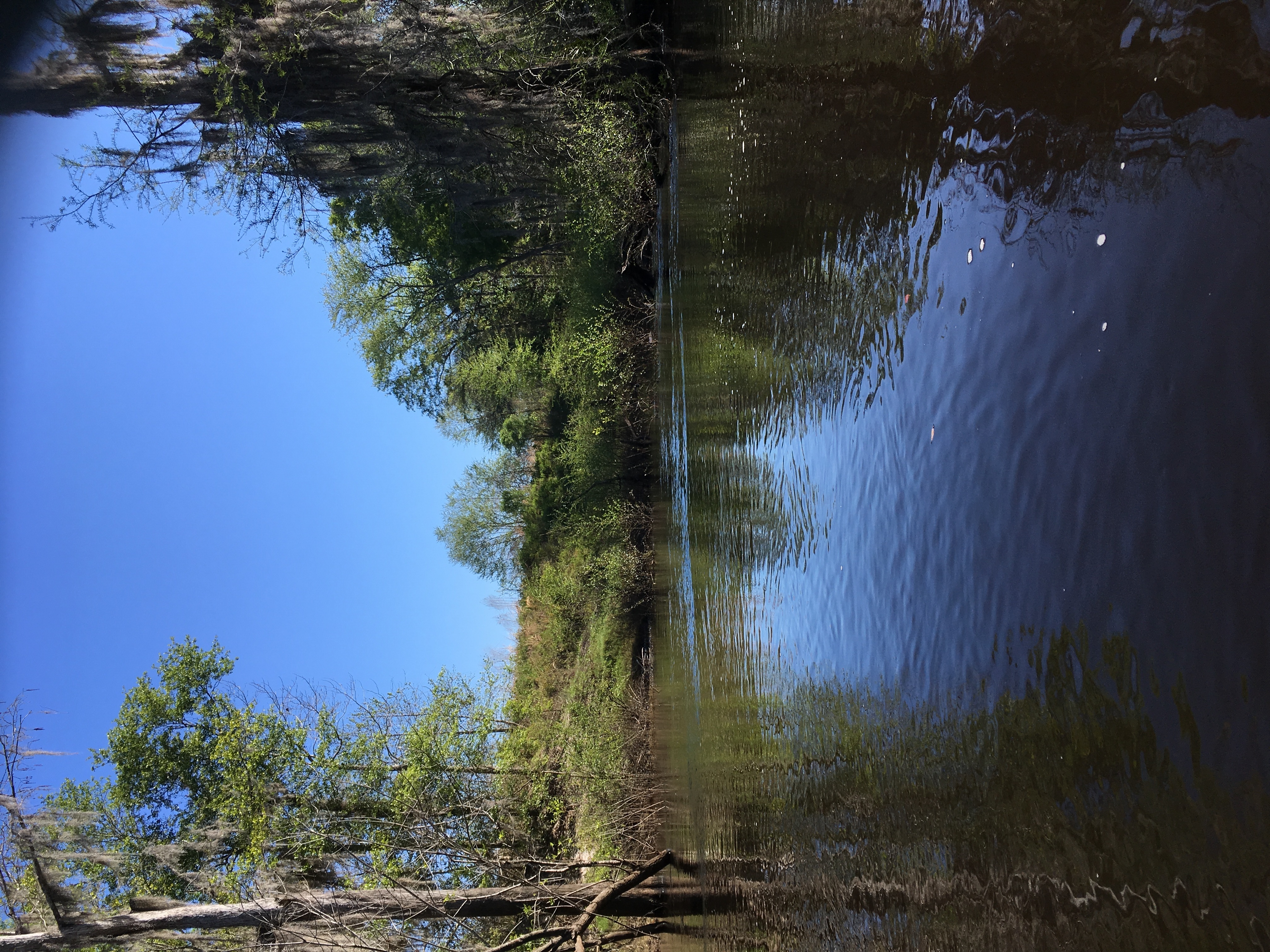 Trees framing quarry pond overflow? right (east) bank, 10:10:24, 30.8028861, -83.0259639