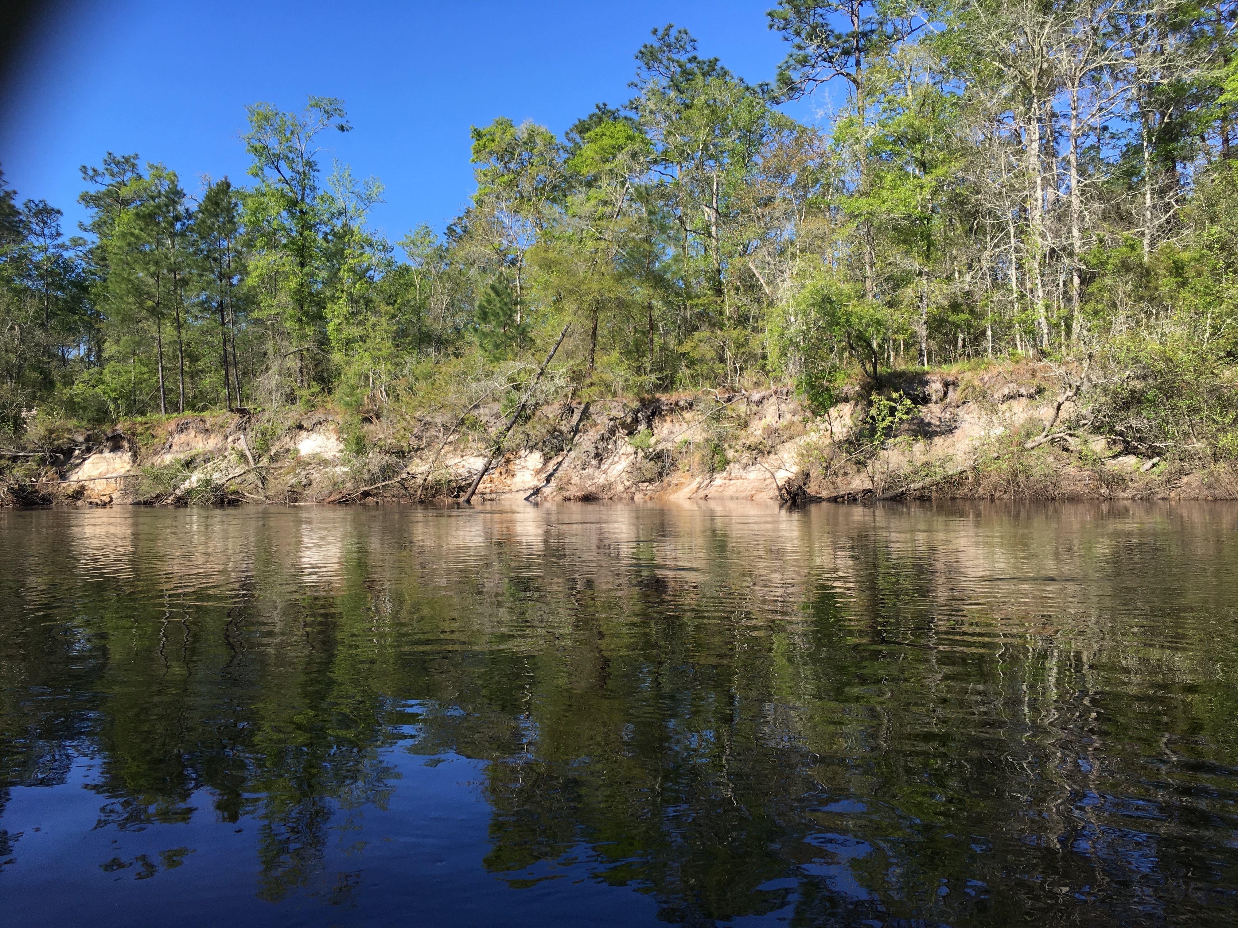 Wrested vegetation, left (east) bank, 10:14:07, 30.8036500, -83.0301278