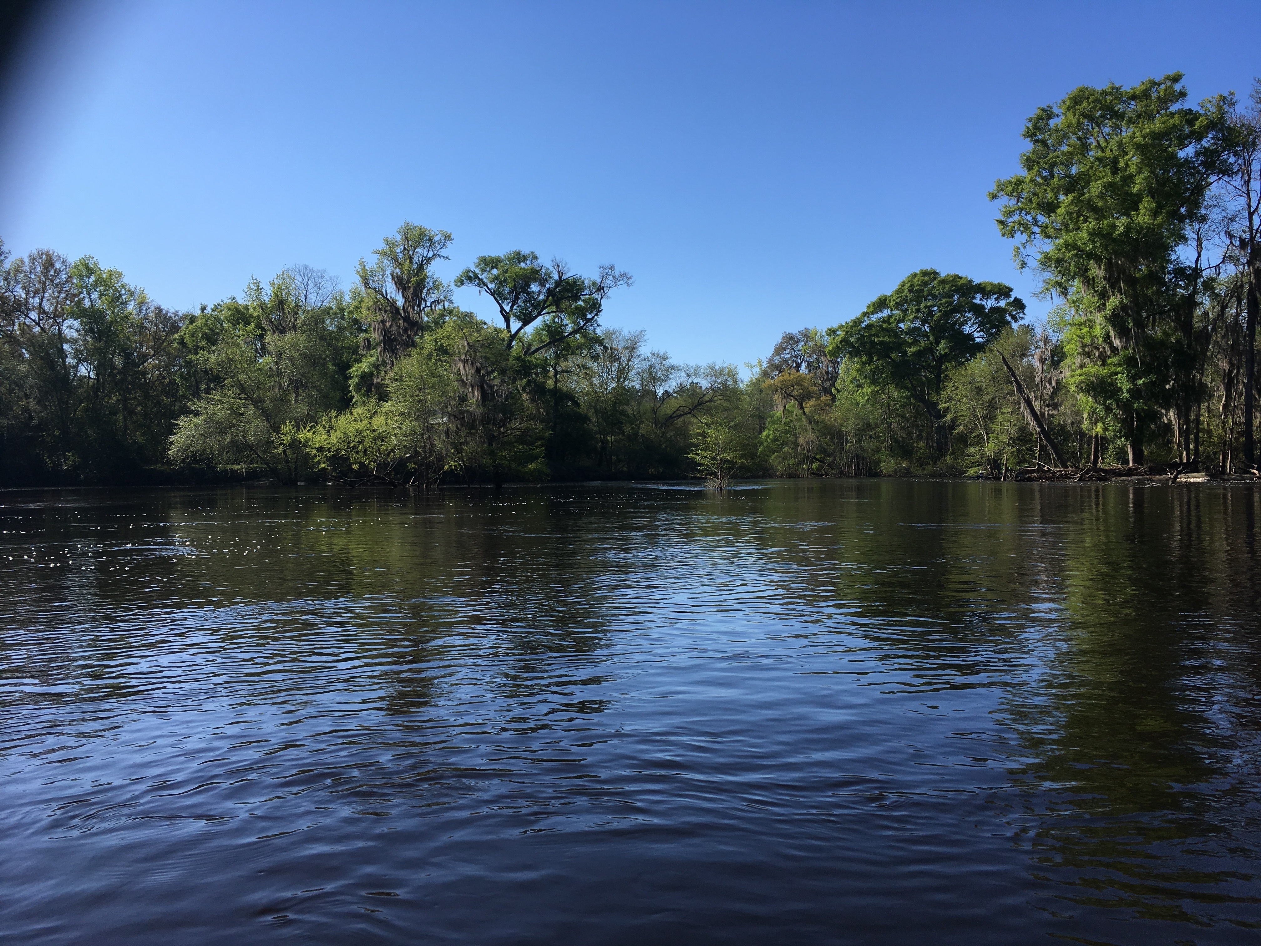 Tree in river, 10:17:55, 30.7998278, -83.0305778