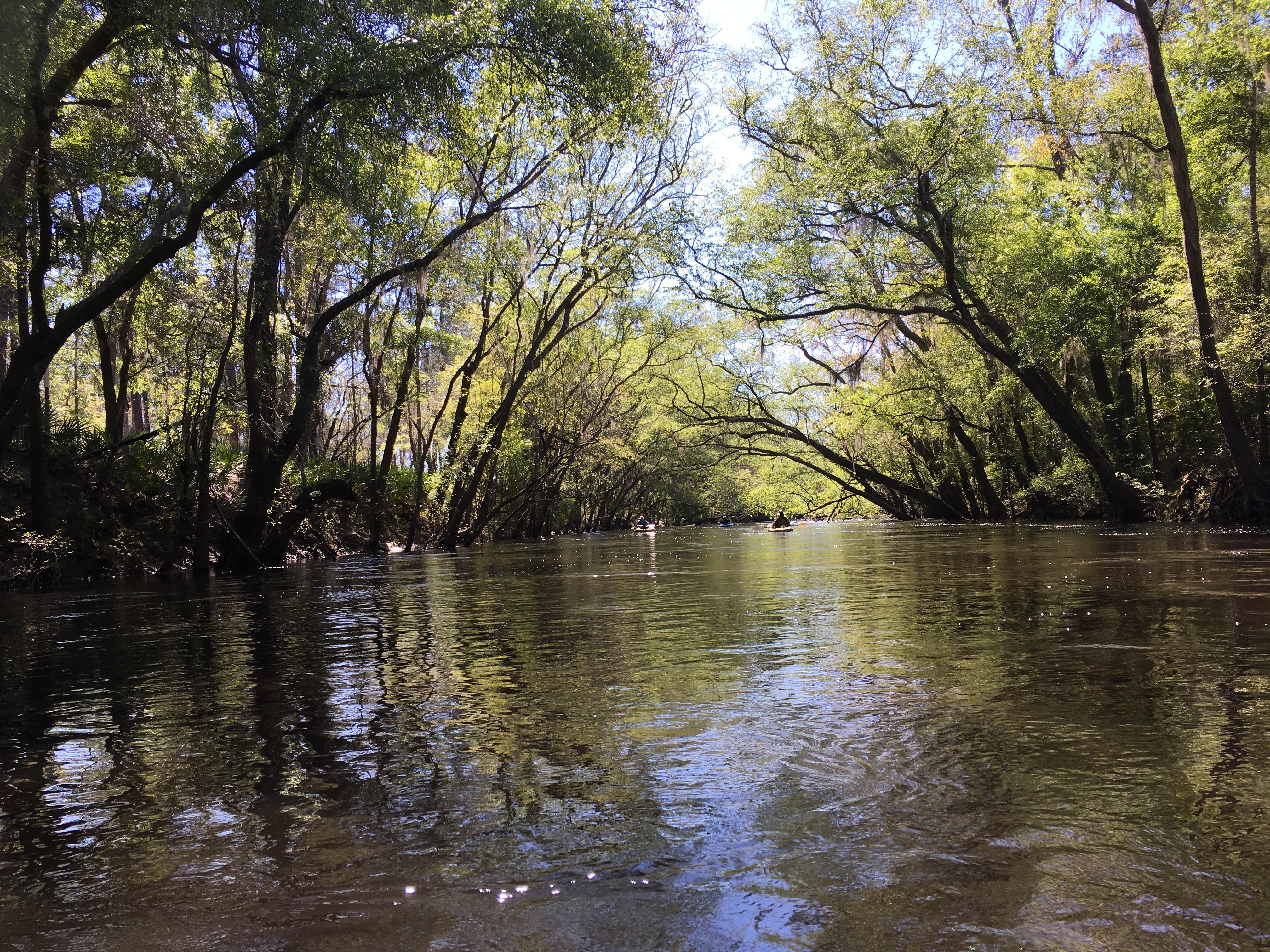 Canopy river, 11:35:38, 30.7773889, -83.0421611