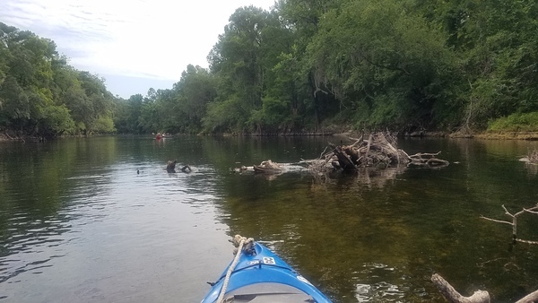 Turtles diving by jsq, east of NE River Country Trail, 10:27:05, 30.4382380, -83.2205577