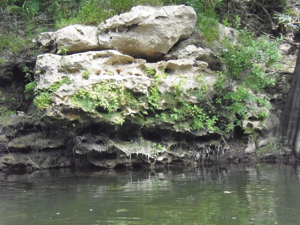 Karst with invasive exotic Japanese climbing fern, 11:49:52