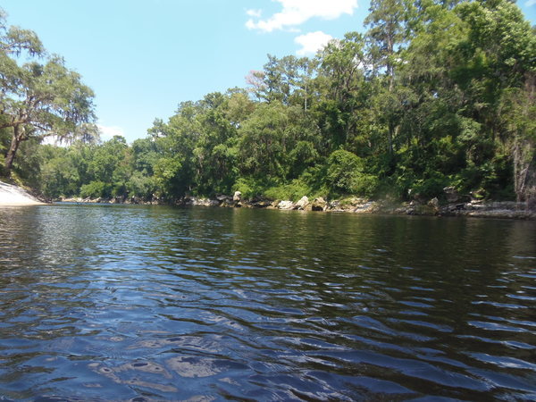 Left bank, Withlacoochee River, from the Suwannee, 15:20:46