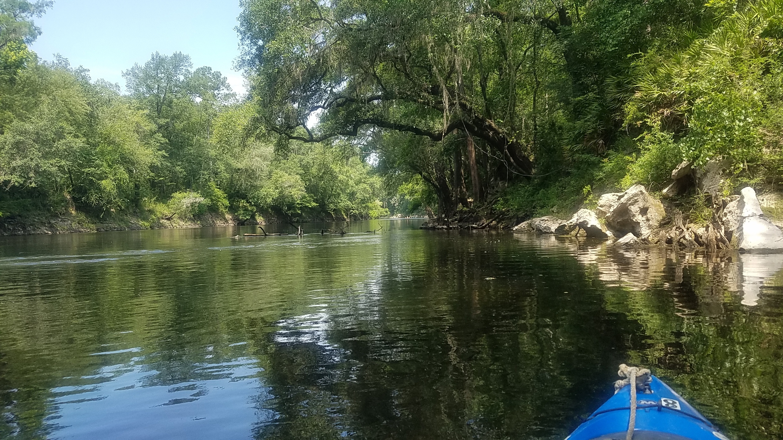 Overhanging oak by jsq, 11:58:33, 30.4196593, -83.2077785