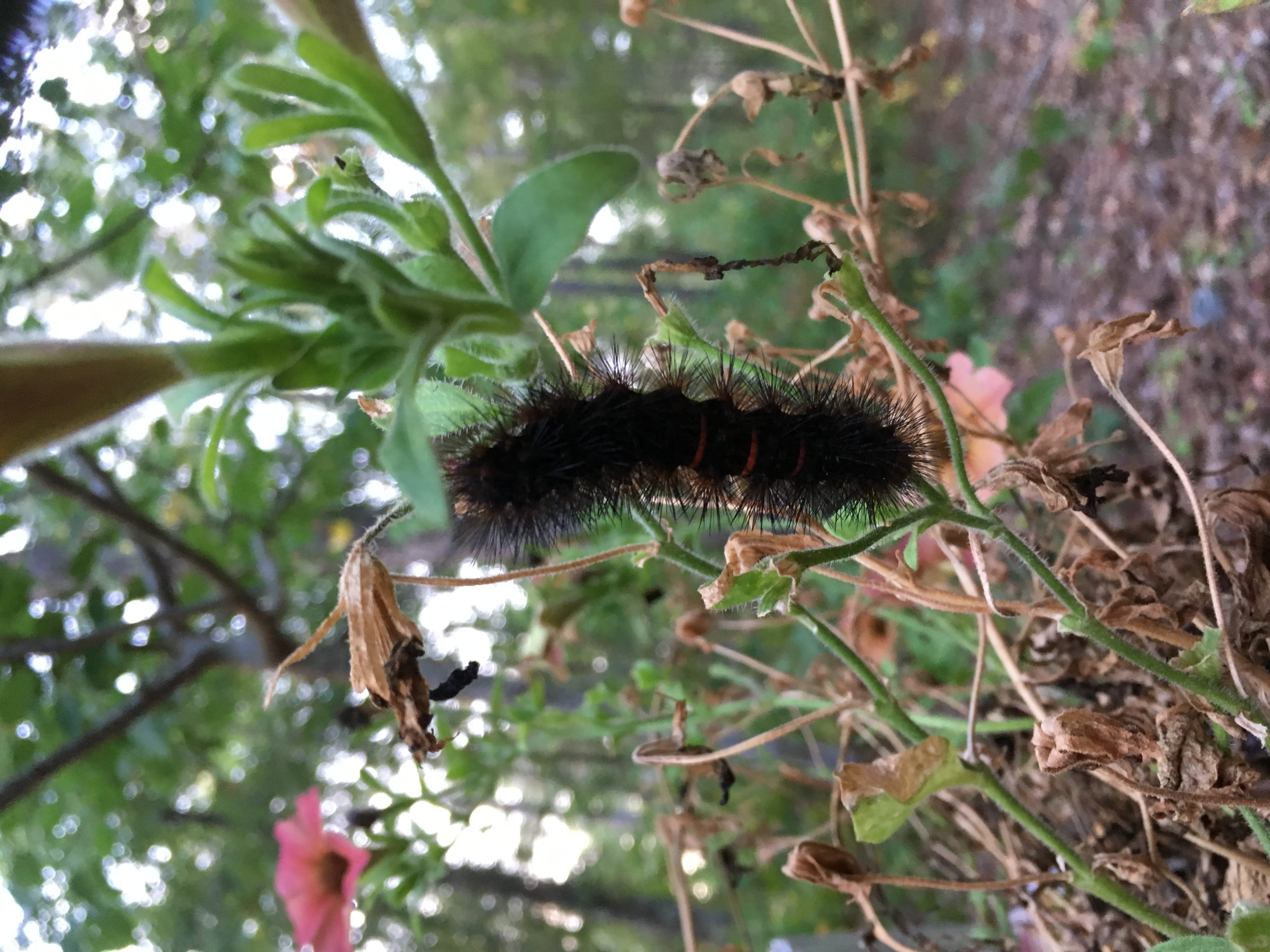 Saw a caterpillar to start out the day, 07:04:07, 31.0122500, -83.2696528