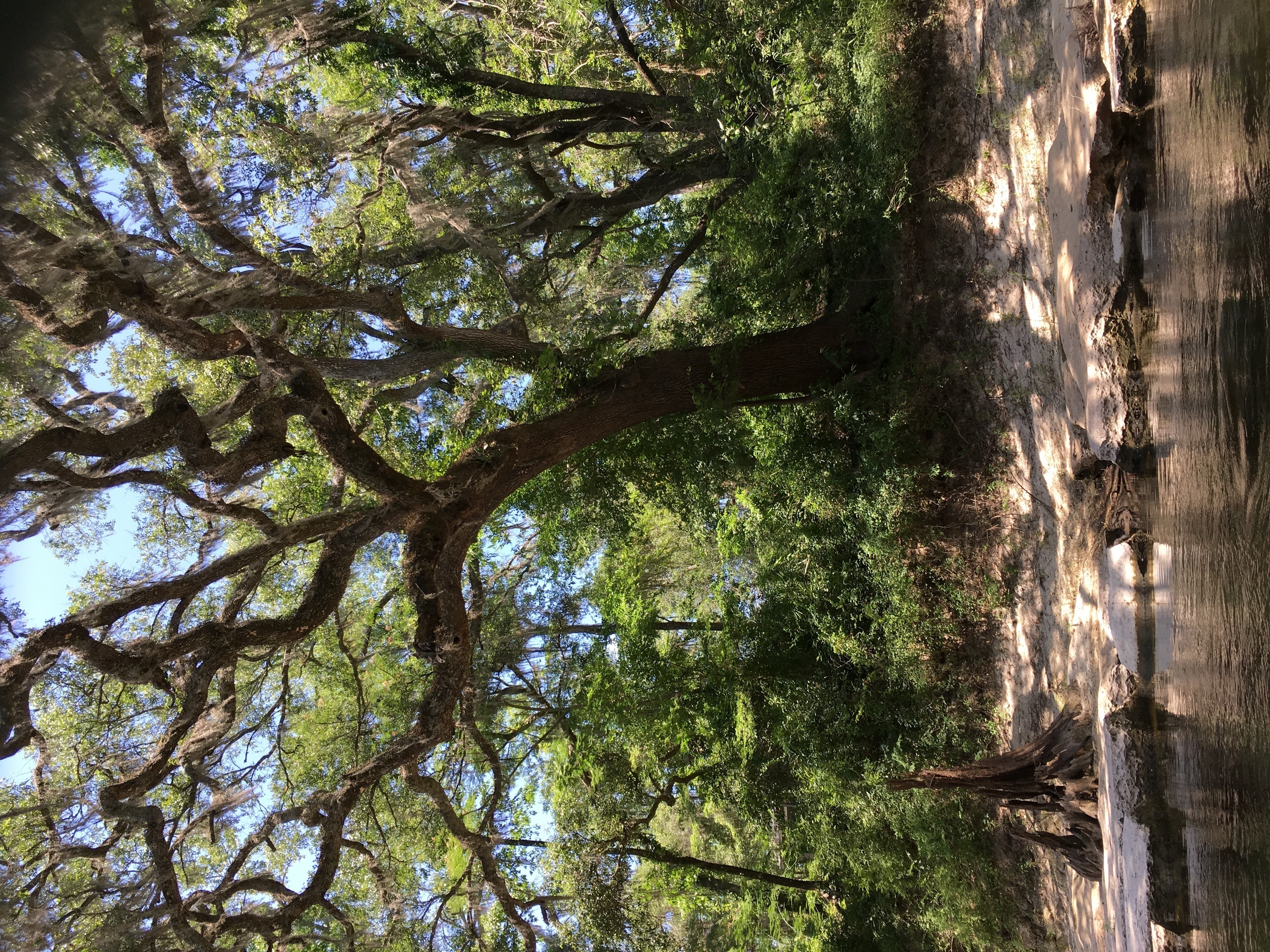 Gnarly tree, stob, rocks, 14:09:28, 30.4109694, -83.1814889