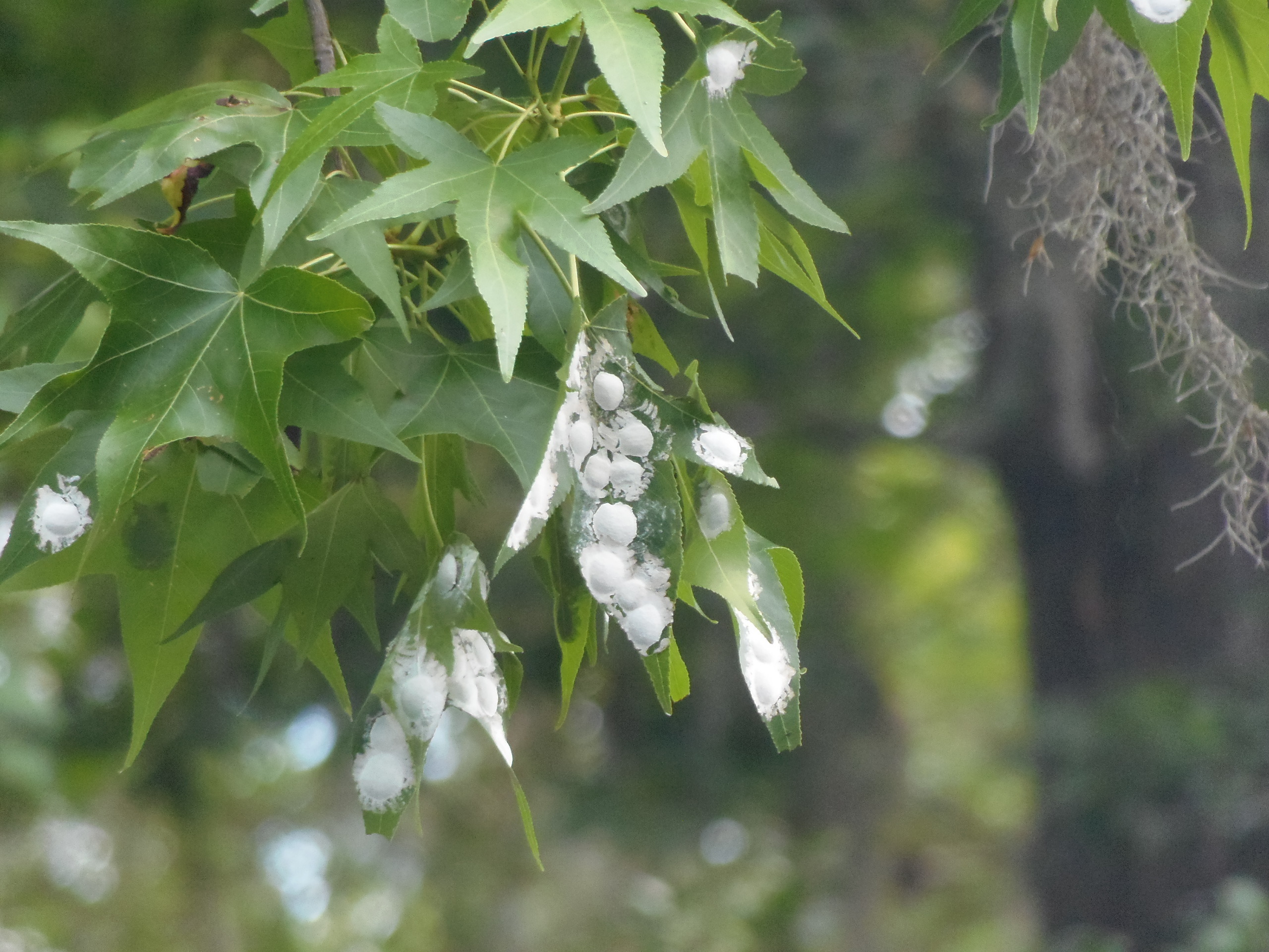 I couldn't tell what this was on the leaves. Saw it several places, 10:51:41