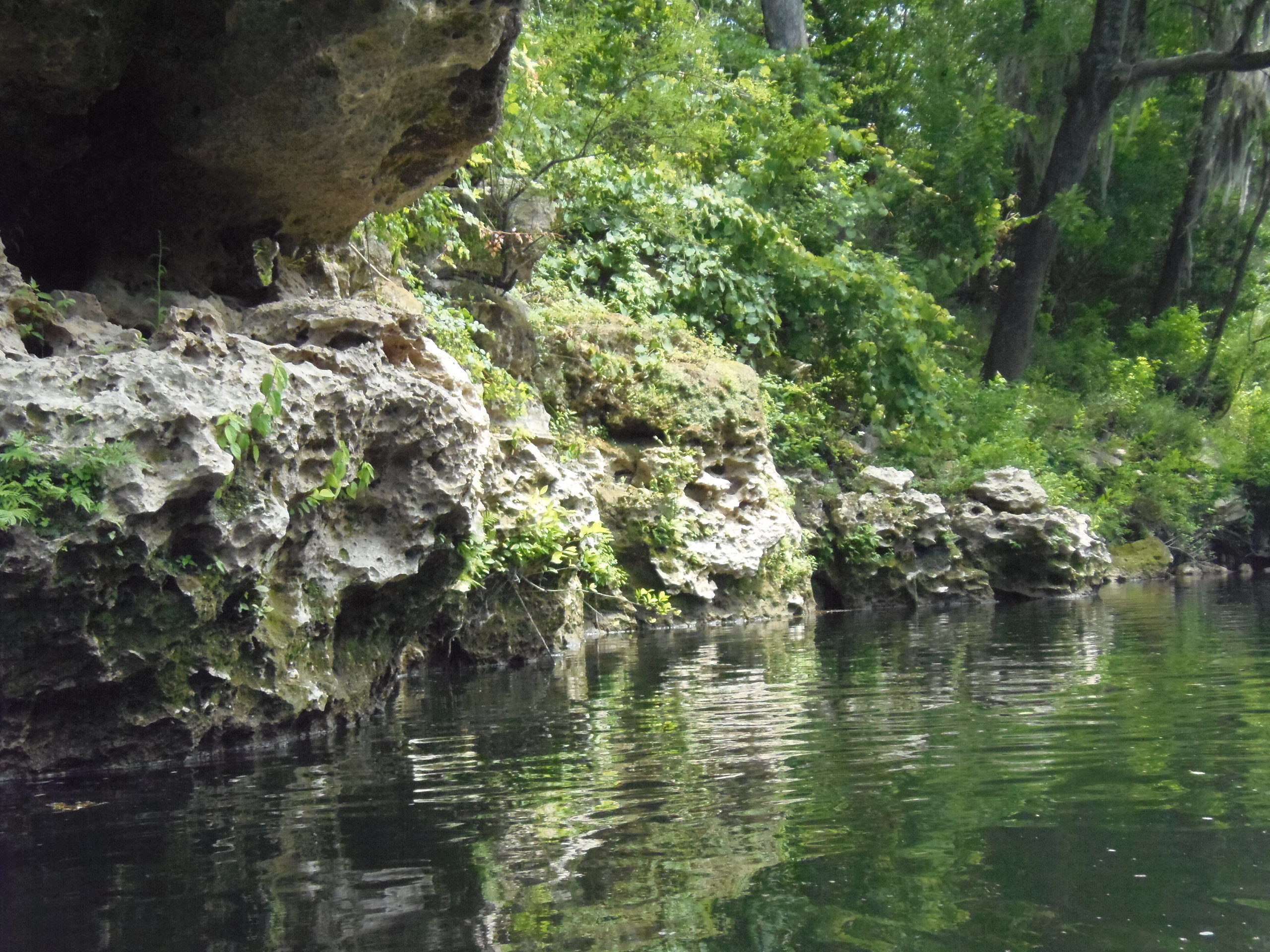 More karst and climbing fern, 11:50:59