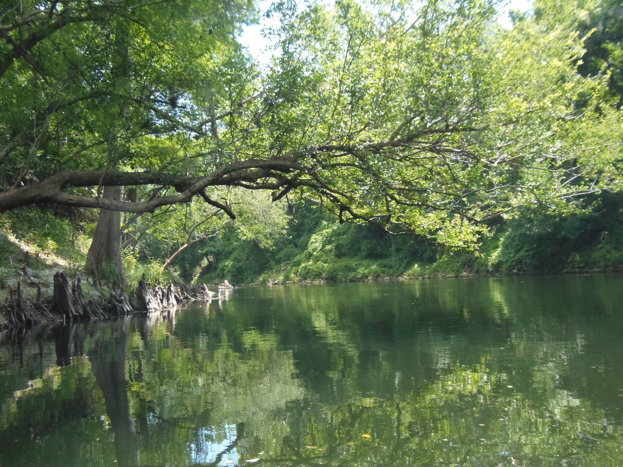 Tree reaches middle of river, 12:21:11