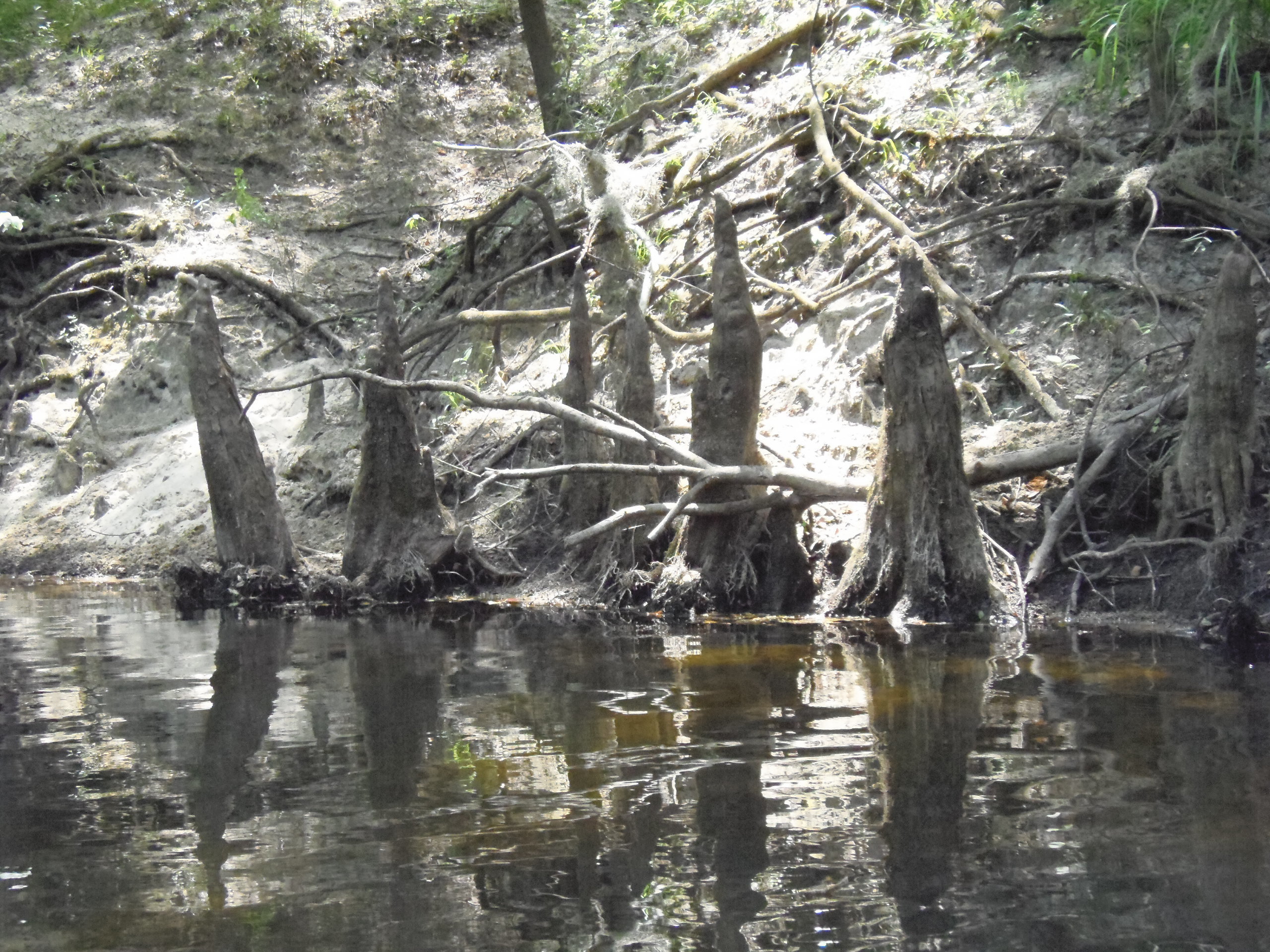 Cypress knees, 12:28:38