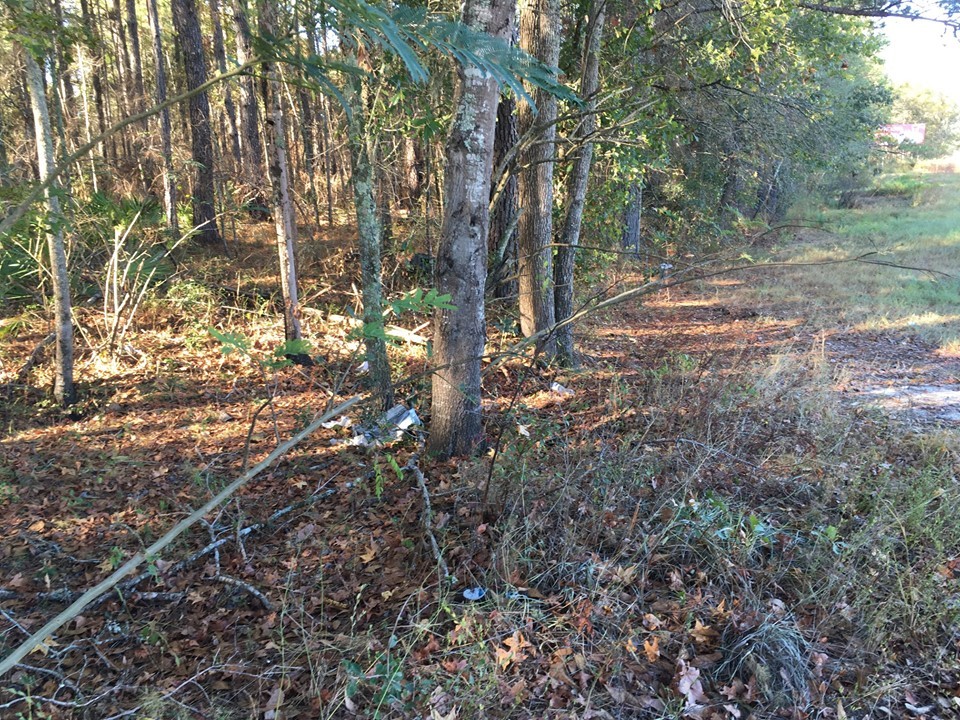 Lots of glass bottles in the leaf litter