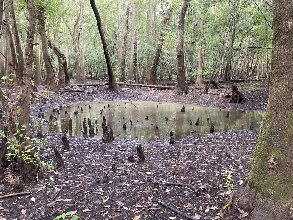 Wetland slough