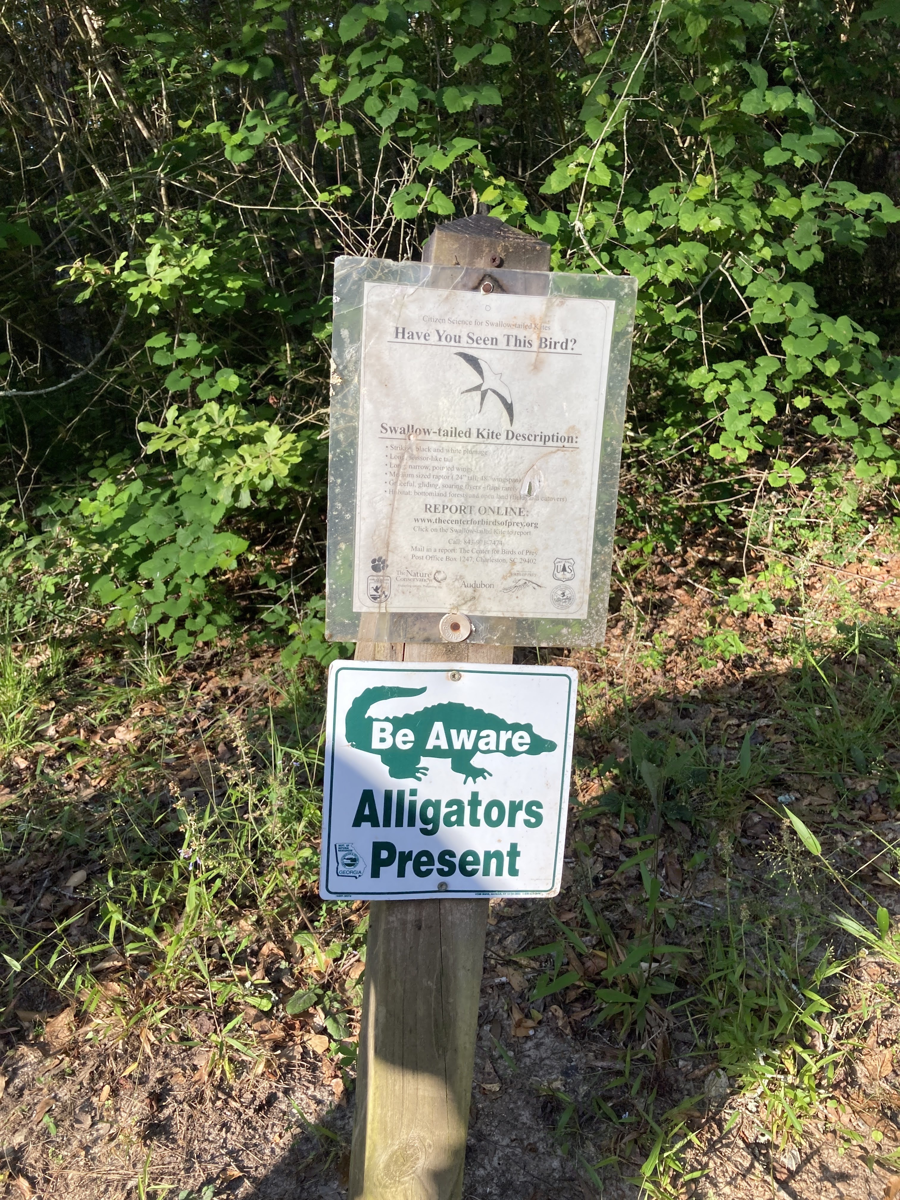 Swallow-tailed kite and alligators present