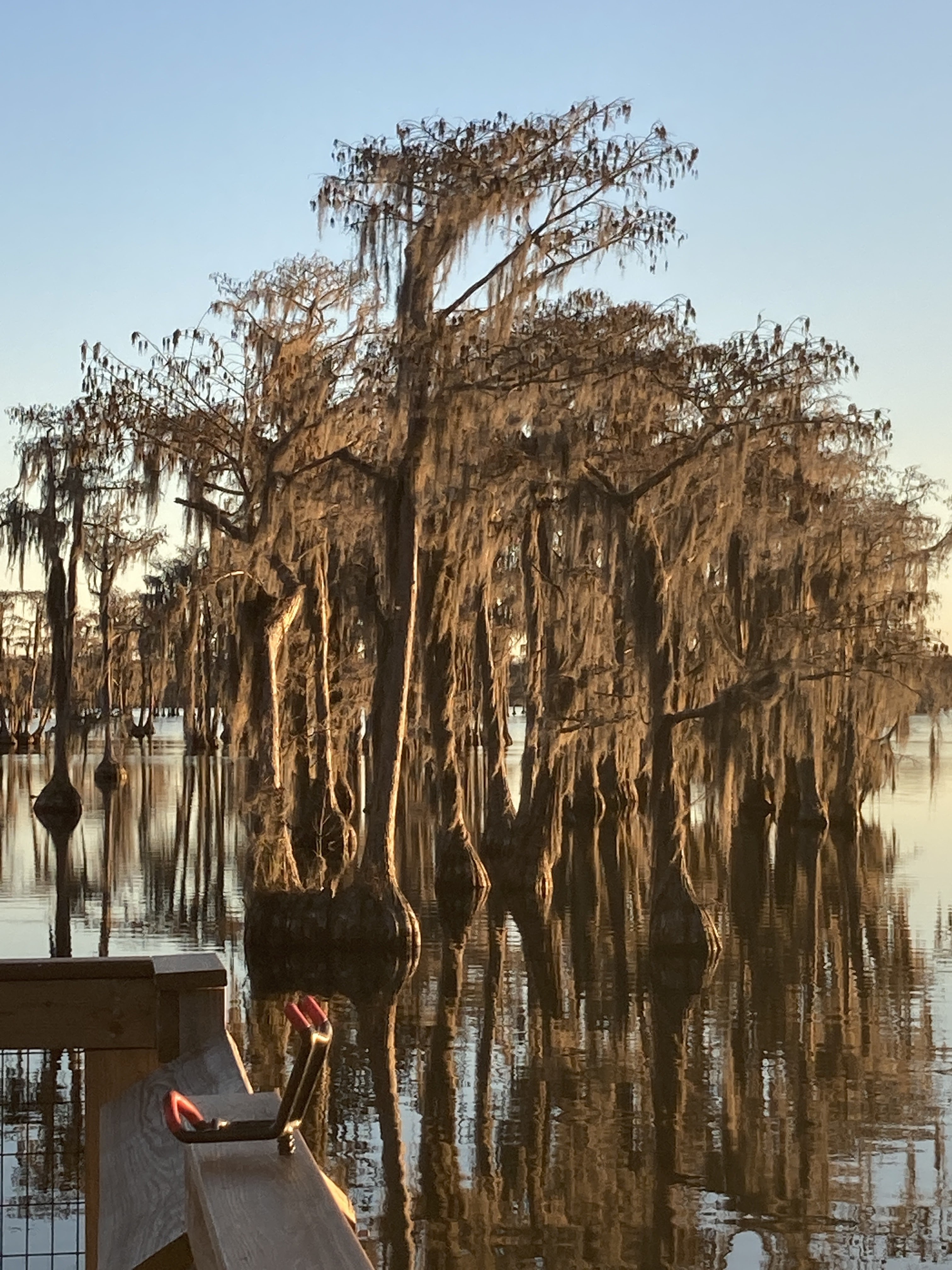 Cypress tree