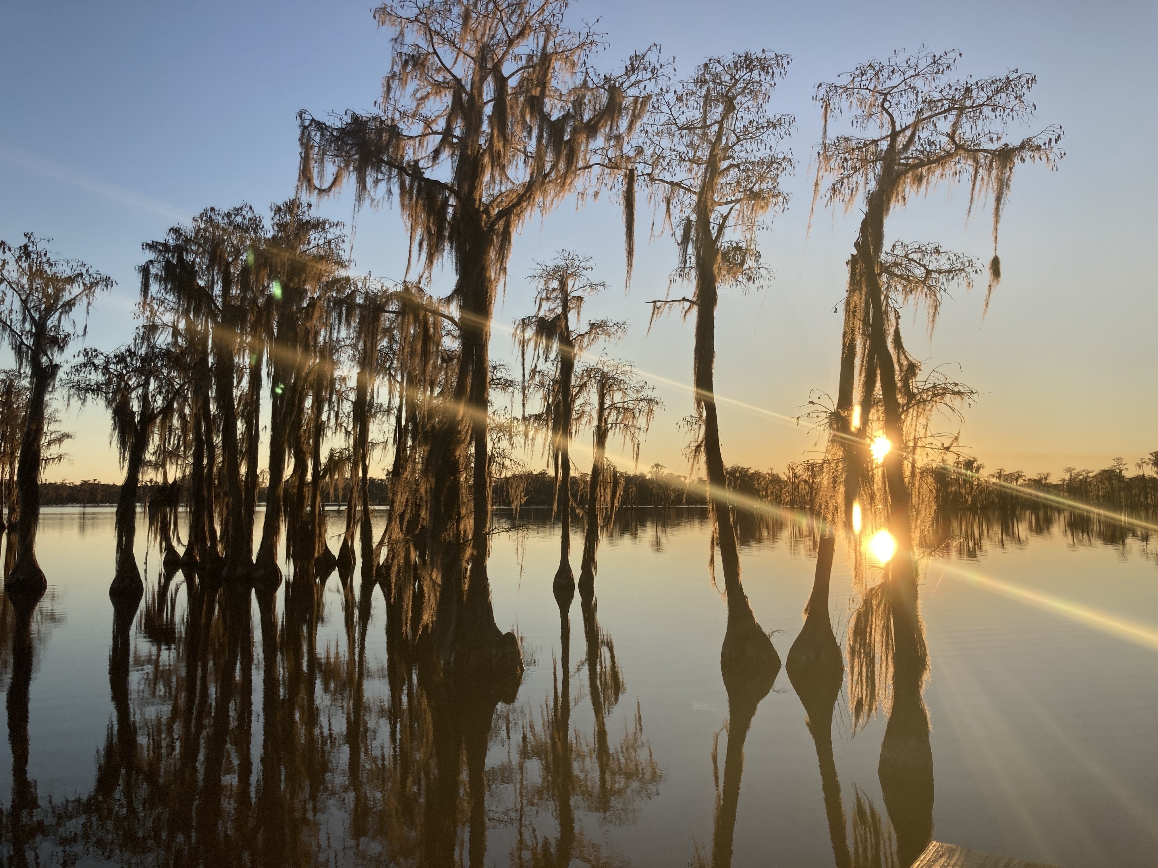 Sunset through cypress