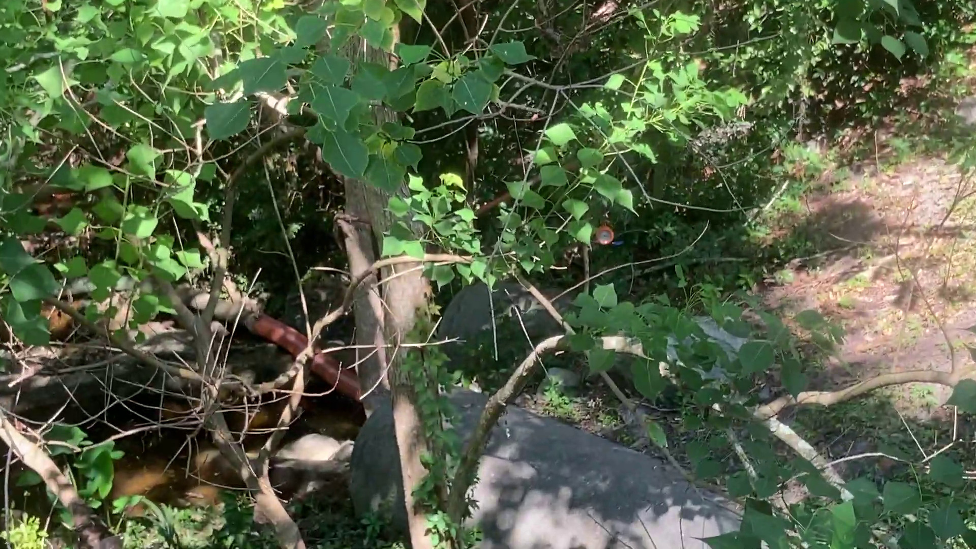 Pipe in culvert by One Mile Branch downstream of Williams Street, 30.84761, -83.28375