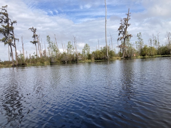 [Suwannee River: turn right for upstream --Gretchen Quarterman, 2024:11:10 10:21:52, 30.8316889, -82.3602139]